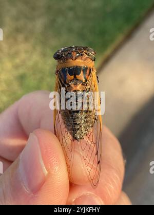 Cicada du jour du chien des plaines (Neotibicen auriferus) Banque D'Images