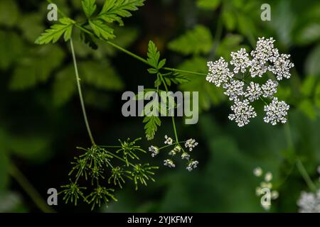 Chaerophyllum hirsutum roseum - ombres roses de cerfeuil poilu. Banque D'Images