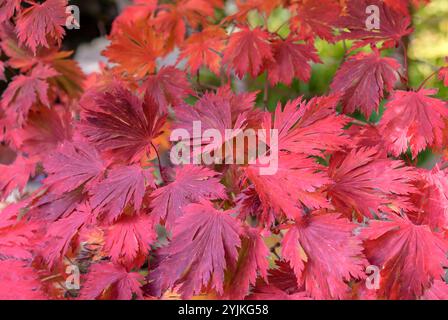 Eisenhutblättriger Ahorn, Acer japonicum Aconitifolium, érable Monkshood Banque D'Images