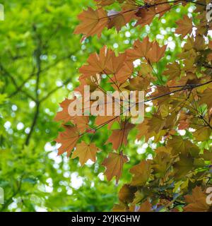 Spitz-Ahorn, Acer platanoides Schwedleri,, érable de Norvège Banque D'Images