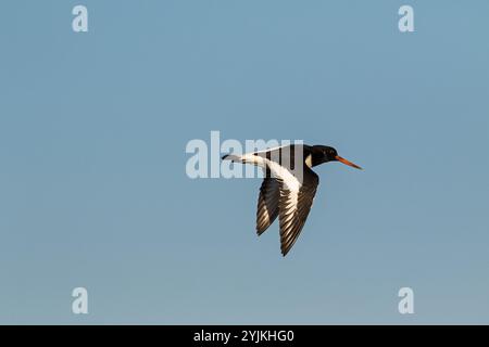 Eurasian oystercatcher Haematopus ostralegus en vol Farlington Marshes Hampshire et l'île de Wight Wildlife Trust Réserver près de Portsmouth Hampshire Banque D'Images