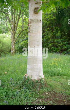 Weißrindige Himalaya-Birke (Betula utilis var. Jacquemontii), bouleau de l'Himalaya à écorce blanche (Betula utilis var. jacquemontii) Banque D'Images