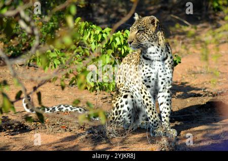 Léopard (Panthera pardus), heure du matin, parc national Kruger Banque D'Images