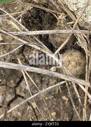 Veuve noire européenne (Latrodectus tredecimguttatus) Banque D'Images