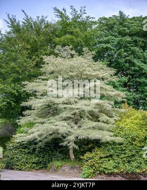 Weißbunter Etagen-Hartriegel (Cornus controversa 'variegata'), cornouiller panaché (Cornus controversa variegata) Banque D'Images