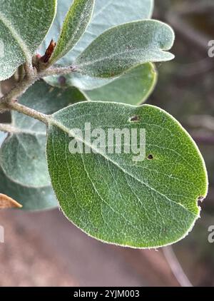 Baies et manzanitas (Arctostaphylos) Banque D'Images