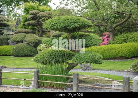 Japanischer Garten, Scheinbuche , Nothofagus antarctica,, jardin japonais, hêtre japonais Banque D'Images