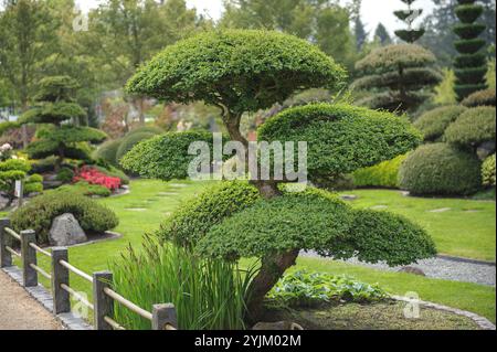 Japanischer Garten, Scheinbuche , Nothofagus antarctica,, jardin japonais, hêtre japonais Banque D'Images