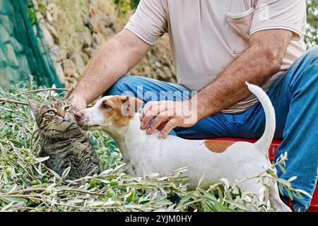 Jardinier homme mûr cueillant les olives et jouant avec son adorable curieux jack russell terrier chien et tabby chat pendant les travaux de récolte des olives dans coun Banque D'Images