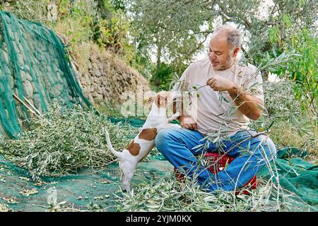 Jardinier homme mûr cueillant des olives et jouant avec son adorable curieux jack russell terrier chien pendant les travaux de récolte d'olives dans la campagne en orc Banque D'Images