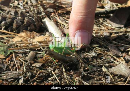 Barbitistes constrictus (Barbitistes constrictus) Banque D'Images