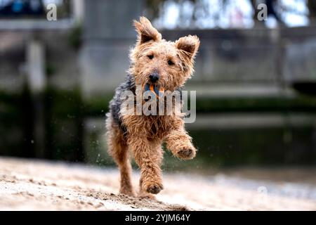 Un chien courant le long de la Southbank dans le centre de Londres. Date de la photo : vendredi 15 novembre 2024. Banque D'Images