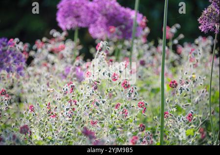 Brauner Storchschnabel, Geranium phaeum, Kugel-Lauch, Allium aflatunense,, Cranesbill, géranium phaeum, Globe poireau Banque D'Images