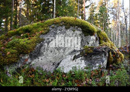 une grande roche altérée dans une forêt, recouverte d'une riche couche verte de mousse et entourée de petites plantes et de feuilles mortes. Le su texturé de la roche Banque D'Images