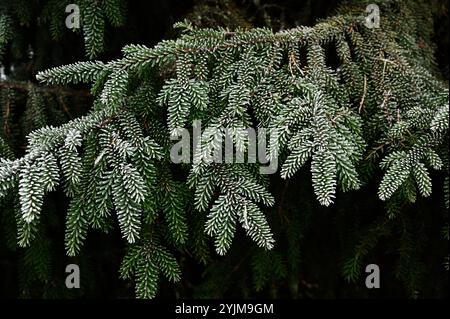 Cette image en gros plan montre des branches d'arbres à feuilles persistantes saupoudrées d'une légère couche de givre. Le revêtement fin et glacé sur les aiguilles crée une belle texture Banque D'Images