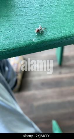 Araignée sauteuse à mâchoires blanches (Hentzia mitrata) Banque D'Images