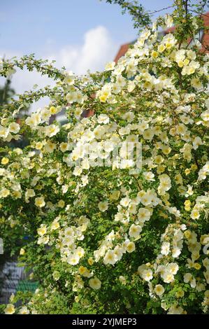 Chinesische Goldrose, Rosa hugonis,, Rose or chinoise Banque D'Images