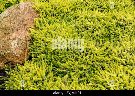 Schnee-Heide, Erica carnea Golden Starlet, Snow Heath Banque D'Images