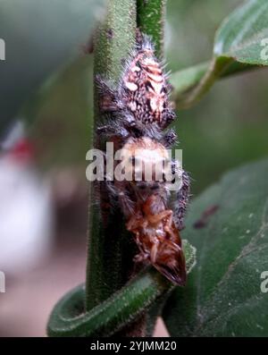Jumper corsé (Hyllus semicupreus) Banque D'Images