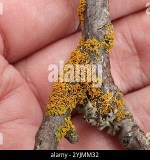 Punaise Sunburst lichen (Polycauliona polycarpa) Banque D'Images
