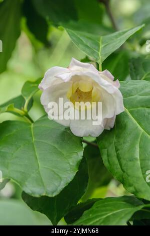 Chinesischer Gewürzstrauch, Sinocalycanthus chinensis, arbuste d'épices chinois Banque D'Images