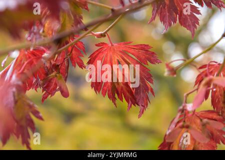 Japanischer Ahorn, Acer japonicum Aconitifolium, érable japonais Banque D'Images