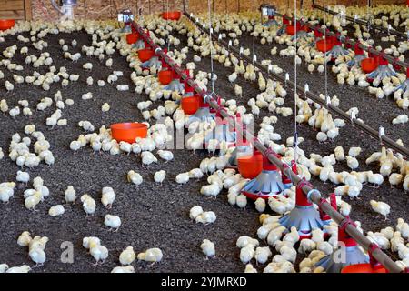 Jeunes poulets mangeant dans une grange sur une ferme avicole Banque D'Images