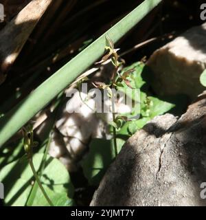 Petite moustique-orchidée (Acianthus pusillus) Banque D'Images