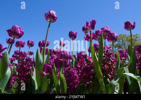 Gros plan de tulipes violettes et jacinthes en fleurs contre un ciel bleu Banque D'Images