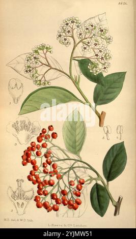 L'illustration présente une étude botanique d'une plante à fleurs. Au sommet, de délicats grappes de petites fleurs blanches sont représentées à côté de leurs larges feuilles vertes. Les fleurs sont montrées à différents stades de floraison, avec des annotations détaillées soulignant leur structure. Ci-dessous, un vif affichage de baies rouges vives pend d'une tige mince, entourée de feuilles vertes luxuriantes supplémentaires. Des gravures détaillées de parties florales, y compris les anthères et les pistils, fournissent un aperçu supplémentaire des caractéristiques reproductives de la plante. L'illustration est étiquetée avec un numéro de référence, faisant allusion à son Banque D'Images