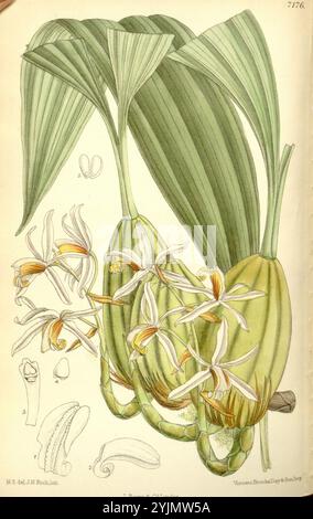 Cette illustration présente une représentation détaillée d'une plante à fleurs, avec des feuilles allongées et des bourgeons jaune-vert frappants. L'accent est mis sur plusieurs fleurs, chacune avec des pétales blancs et jaunes délicats, soigneusement conçus pour montrer leur structure unique. Autour des fleurs principales se trouvent divers éléments botaniques, y compris des parties étiquetées de la plante, telles que les pétales et les structures reproductrices, offrant une vue complète de son anatomie. La composition globale souligne à la fois la beauté et la complexité de cette espèce, reflétant un mélange de compétences artistiques et Banque D'Images