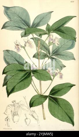 Cette illustration botanique met en valeur une plante vibrante caractérisée par ses grandes feuilles larges et ses fleurs délicates. Les fleurs, ornées de douces teintes violettes et blanches, poussent en grappes, ajoutant à l’attrait ornemental de la plante. Sous la plante principale, des dessins détaillés de l'anatomie de la fleur et de la gousse de graines permettent d'examiner de plus près ses structures reproductrices, mettant en évidence les subtilités de sa biologie. La composition globale encapsule l'élégance de la nature, fusionnant observation scientifique et représentation artistique. Banque D'Images