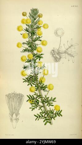 L'illustration montre une représentation détaillée d'une plante à fleurs caractérisée par des tiges vertes allongées ornées de grappes de têtes de fleurs sphériques jaune vif. Ces structures florales ressemblent à de petits pompons, chacun attaché à la tige par des tiges minces. Accompagnant la plante principale sont de plus petits croquis qui détaillent son système racinaire et son anatomie florale, mettant en évidence la disposition complexe des étamines. La composition globale souligne les caractéristiques botaniques de la plante, y compris ses feuilles, qui sont finement divisées et ajoutent une texture luxuriante à l'illustration. Ce travail est une Representatio Banque D'Images