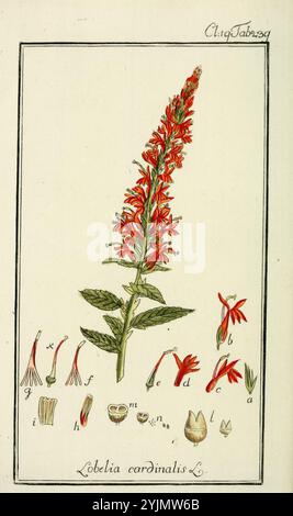 L'illustration présente une représentation vibrante de Lobelia cardinalis, communément appelée fleur cardinale. La tige haute et mince s'élève en évidence, ornée de grappes de fleurs tubulaires rouge vif qui fleurissent dans un arrangement vertical frappant. Autour de la plante principale se trouvent des croquis botaniques détaillés et étiquetés de diverses parties de fleurs, y compris les pétales, les capsules de graines et les feuilles. Chaque partie est méticuleusement rendue, offrant une représentation claire de leur structure et de leur forme. Les feuilles vertes luxuriantes à la base complètent les fleurs rouges vives, soulignant l'aspect frappant de la plante Banque D'Images