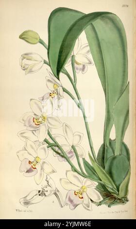 Une représentation magnifiquement illustrée d'une plante d'orchidée, mettant en valeur des fleurs blanches délicates avec des notes subtiles de violet au centre de chaque fleur. Les détails complexes soulignent les pétales texturés et les feuilles vertes luxuriantes qui s'étalent avec élégance. L'illustration comprend des annotations et des caractéristiques botaniques, soulignant ses caractéristiques uniques et fournissant un contexte scientifique. La composition globale capture l'élégance et la complexité de cette espèce exotique, invitant l'admiration pour sa beauté naturelle Banque D'Images