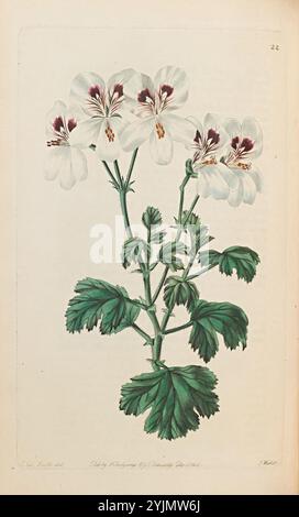 Une illustration botanique représentant une plante à fleurs avec de délicats pétales blancs ornés de profondes marques marron au centre. La plante affiche une tige robuste et un feuillage vert luxuriant qui complète les fleurs frappantes. Chaque feuille est finement détaillée, présentant des bords dentelés et une surface texturée. La composition souligne l'élégance naturelle des fleurs, soulignant leur beauté par une représentation soignée des caractéristiques anatomiques. Une représentation élégante de l'art botanique, mêlant compétence artistique et observation scientifique Banque D'Images
