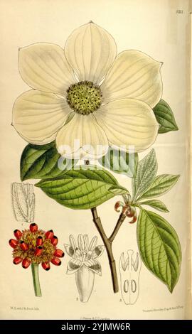 L'illustration montre une grande plante à fleurs, présentant une fleur proéminente avec des pétales blancs délicats qui convergent autour d'un amas central de minuscules étamines vertes. Accompagnant la fleur principale sont des études détaillées de structures florales supplémentaires, y compris des vues rapprochées d'autres formes et parties de fleurs, indiquant des variations de morphologie. Les feuilles sont larges et brillantes, affichées dans un vert vif, ajoutant au détail botanique. La composition globale met en évidence la beauté complexe et la complexité de cette espèce à fleurs, soulignant la diversité de la nature dans la forme et la couleur Banque D'Images