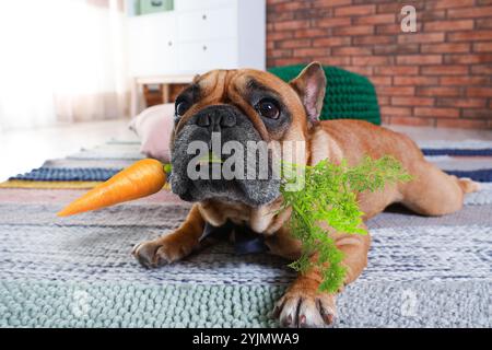 Bouledogue français drôle avec des carottes fraîches couchées sur le sol à l'intérieur Banque D'Images