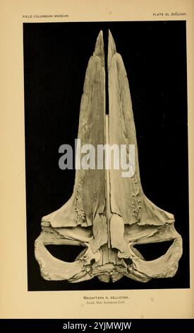Cette illustration montre la structure squelettique méticuleusement détaillée d'une créature marine, en particulier le crâne d'une espèce identifiée comme Megaptera novaeangliae, communément connue sous le nom de baleine à bosse. L'image souligne la forme allongée et distincte du crâne, avec des caractéristiques proéminentes qui mettent en évidence les adaptations de la créature pour la vie dans l'océan. La légende indique également la source de l'illustration du champ colombien, indiquant sa pertinence pour les études zoologiques. Cette représentation sert de référence importante pour la biologie marine et la paléontologie, illustrant le Banque D'Images