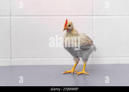 White Chick est debout sur la table gris violet dans la lumière extérieure. Banque D'Images