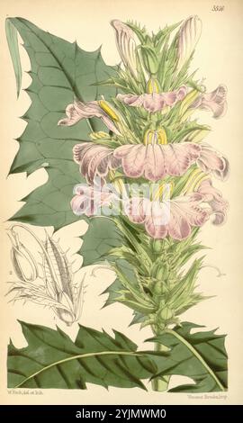 Cette illustration présente un rendu botanique frappant d'une plante à fleurs caractérisée par sa tige verte allongée et ses fleurs bien disposées. Les fleurs, dans des tons de rose pâle, sont minutieusement détaillées avec des structures de pétales délicates et des étamines jaunes vives, créant un point focal captivant. Autour des fleurs sont de grandes feuilles épaisses avec un bord dentelé, ajoutant texture et contraste à la composition. L'illustration principale est accompagnée d'une représentation plus petite d'une seule feuille, mettant en valeur sa forme et son veinage distinctifs. La conception globale souligne à la fois la beauté et Banque D'Images