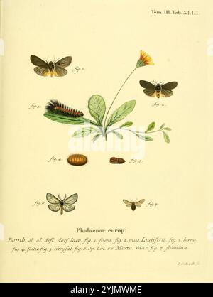 Une étude botanique et entomologique illustrée montrant les différentes étapes du cycle de vie d'une espèce du genre Phalaena, communément appelée mites. La composition comprend une plante à fleurs, représentée au centre, aux côtés de différents stades de vie des mites : formes adultes, une chenille et une pupe. Chaque figure est étiquetée avec des numéros spécifiques pour référence. Les détails complexes mettent en évidence les caractéristiques anatomiques et les textures des mites, tandis que la plante sert d'hôte, soulignant l'interconnexion entre la flore et la faune dans leurs écosystèmes respectifs Banque D'Images