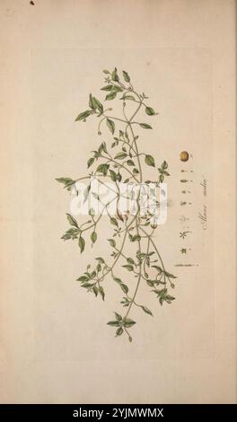 L'illustration représente une étude botanique délicate mettant en vedette une plante tentaculaire avec des tiges vertes minces et de petites feuilles pointues. Les branches sont ornées de grappes de fleurs minuscules, présentant des détails complexes dans leurs formes et leurs arrangements. A côté de la plante, il existe plusieurs étiquettes, y compris des mesures et peut-être des détails anatomiques, contribuant à son identification. La conception globale reflète une approche scientifique de la botanique, mettant l'accent à la fois sur la précision et l'attrait esthétique, typique des illustrations botaniques historiques Banque D'Images