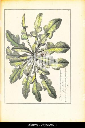 Illustration botanique détaillée montrant une plante avec de larges feuilles vertes dentelées rayonnant vers l'extérieur à partir d'une rosette centrale. Les feuilles présentent des variations d'ombrage et de texture, avec des veines complexes bien en évidence. Les racines sont visibles sous la surface, ajoutant au réalisme global de la plante. Les étiquettes artistiques fournissent des noms scientifiques et des détails supplémentaires, mettant l'accent sur les caractéristiques et l'habitat de la plante. Cette représentation met en valeur la beauté et la complexité des sujets botaniques, célébrant les détails complexes trouvés dans la nature Banque D'Images