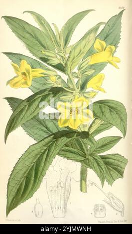 Cette représentation met en valeur une illustration botanique d'une plante à fleurs avec des fleurs jaunes bien en évidence avec de larges pétales superposés. Les feuilles sont luxuriantes et dentelées, démontrant une texture riche et une teinte vert foncé. La représentation détaillée comprend à la fois la partie fleurie supérieure et un subtil empiècement en bas, qui met en évidence les caractéristiques anatomiques clés de la plante, telles que ses structures reproductrices. La composition globale souligne la beauté naturelle et la complexité de la plante, invitant les spectateurs à apprécier ses fleurs délicates et son feuillage robuste. Banque D'Images