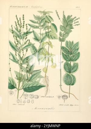 Une illustration présentant une variété de plantes classées sous la catégorie 'Mercurialis'. L'arrangement présente de multiples espèces avec des feuilles, des tiges et des racines distinctes. Les plantes présentent une gamme de formes et d'arrangements de feuilles, certaines avec des feuilles allongées et pointues et d'autres avec un feuillage plus large et plus arrondi. Des représentations détaillées des structures florales et des formations de graines sont incluses au bas, fournissant un aperçu de leurs caractéristiques reproductives. Cette représentation botanique souligne la diversité au sein du genre Mercurialis, illustrant les caractéristiques complexes de chaque plante pour identif Banque D'Images