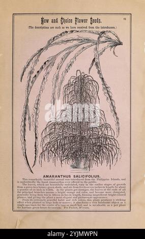 Cette illustration présente une représentation détaillée de la plante Amaranthus salicifolius, également connue sous le nom d'amarante à feuilles de saule. Le design complexe met en valeur les inflorescences longues, minces et tombantes de la plante, ornées de fleurs délicates. Le texte en haut souligne les origines et les caractéristiques de la plante, soulignant sa valeur ornementale. La conception globale évoque un sentiment d'élégance botanique, ce qui en fait un choix approprié pour les amateurs de jardin et ceux qui s'intéressent aux variétés florales uniques. La description note son attrait pour les arrangements d'automne et les utilisations décoratives. Banque D'Images