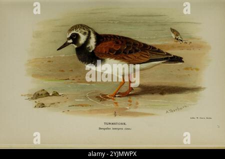 Soulignant l'attention de l'artiste aux détails en capturant l'essence de cet oiseau vivant., l'image montre un Turnstone, un petit oiseau de rivage connu pour son plumage distinctif et son comportement vivant. Il est représenté dans un cadre côtier naturel, mettant en valeur ses plumes brunes et blanches caractéristiques avec une tête sombre et à motifs. Debout sur le rivage sablonneux, l'oiseau affiche son bec pointu, qu'il utilise pour chercher des insectes et des crustacés parmi les rochers. En arrière-plan, un autre oiseau plus petit peut être vu, ajoutant une impression d'échelle et de contexte à son habitat. L'illustration est accompagnée Banque D'Images