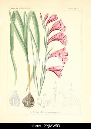 Une illustration botanique complexe mettant en vedette le Gladiolus communis, communis connu sous le nom de lis d'épée. L'œuvre met en valeur les délicates fleurs roses avec leurs pétales élégants disposés dans une gracieuse épine. Au sommet, les feuilles vertes hautes et minces se prolongent vers le haut, encadrant la structure florale. Sous les fleurs, différentes étapes du développement de la plante sont représentées, y compris un bulbe et des illustrations des parties reproductrices de la fleur. Cette représentation détaillée met en évidence la beauté et la complexité de cette espèce, mettant en valeur à la fois son attrait esthétique et ses détails scientifiques. Banque D'Images