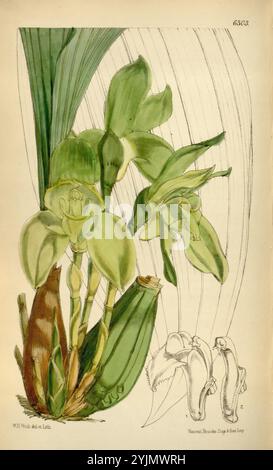 L'illustration présente une représentation botanique complexe d'une espèce d'orchidée tropicale. Les fleurs proéminentes sont caractérisées par leurs pétales délicats et vert pâle et leur structure unique, émergeant d'une tige robuste. Flanquant le dessin principal sont des esquisses détaillées des caractéristiques anatomiques de l'orchidée, y compris une vue rapprochée de la lèvre de la fleur et des parties reproductrices. Autour des fleurs se trouvent de larges feuilles luxuriantes qui font écho à l'écosystème vibrant dans lequel cette orchidée prospère, soulignant son charme exotique et sa complexité. L'utilisation de lignes douces et d'ombrage doux fait ressortir le natura Banque D'Images